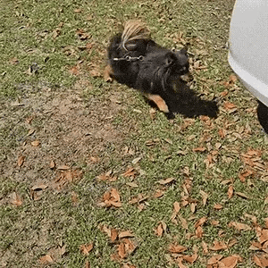 Ultrasonic Dog Repeller