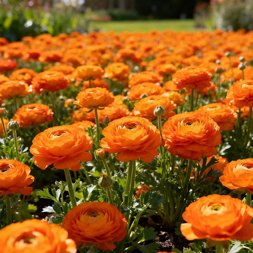 🌹Ranunculus Premium Mix Corms – Easy to Grow