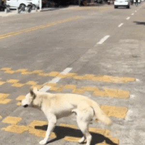 Ultrasonic Dog Repeller