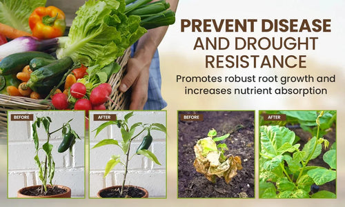 🔥Last Day OF 49% oOFF -Soil Activated Treasure Premium Soil Activator- BUY 1 GET 1 FREE🔥