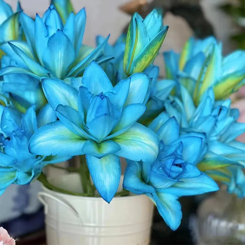 🌸Rare - 💙 Blue Lily