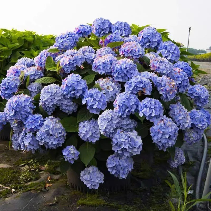 🌈Mix Hydrangea Seeds - Beautiful and Hardy Perennial Seeds for Your Garden