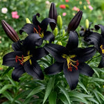 🌺Perfume Lily Bulbs—Fresh and Sweet