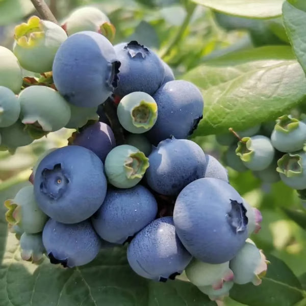 King of Berries - Blueberry Fruit Seeds - Four Seasons Plants