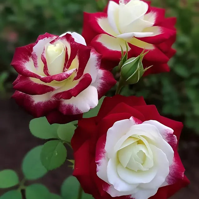 Black Buck Rose Seeds