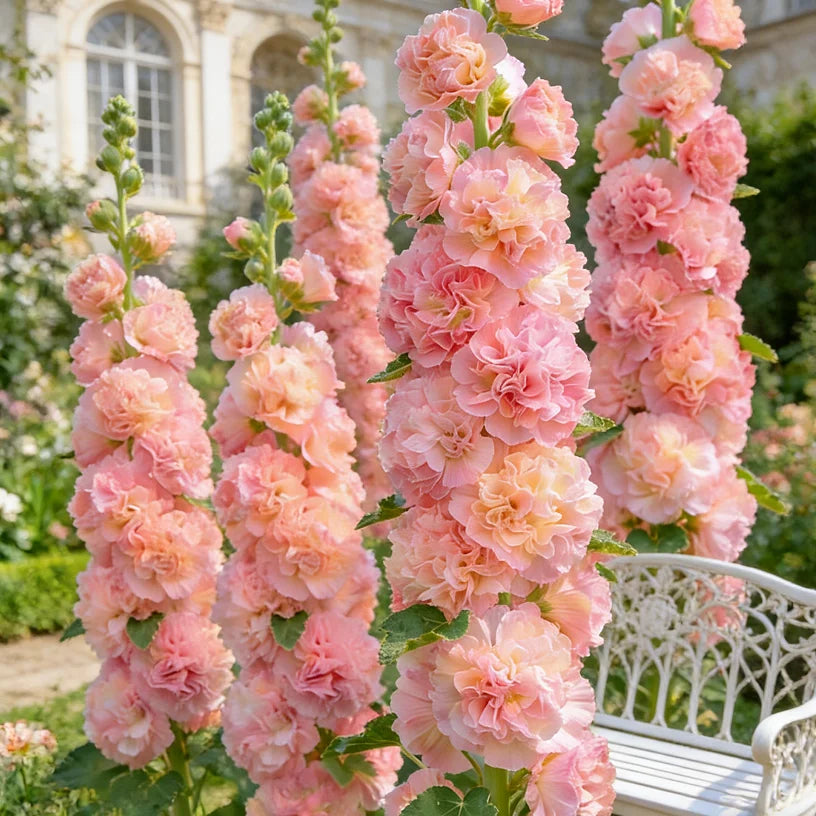 🌸Double Fragrant Hollyhock Seeds