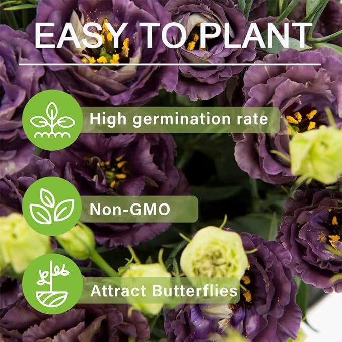 🌱12 Days Germination🔥Eustoma Thornless Rose💐Lisanthus Seeds