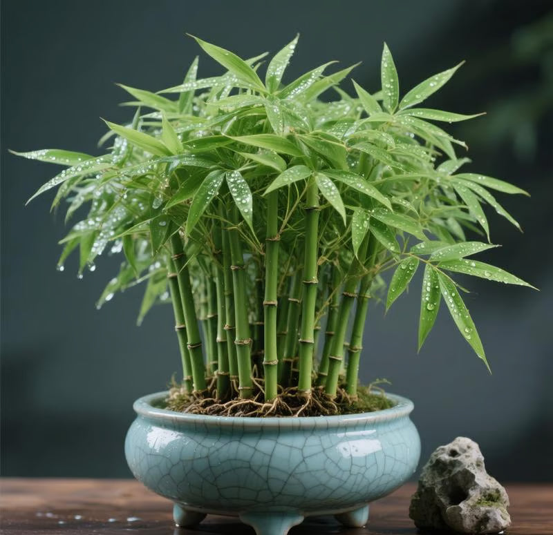 🎍Lucky Bamboo Cypress Seeds – Hardy, Easy-Grow Evergreen for Garden & Home