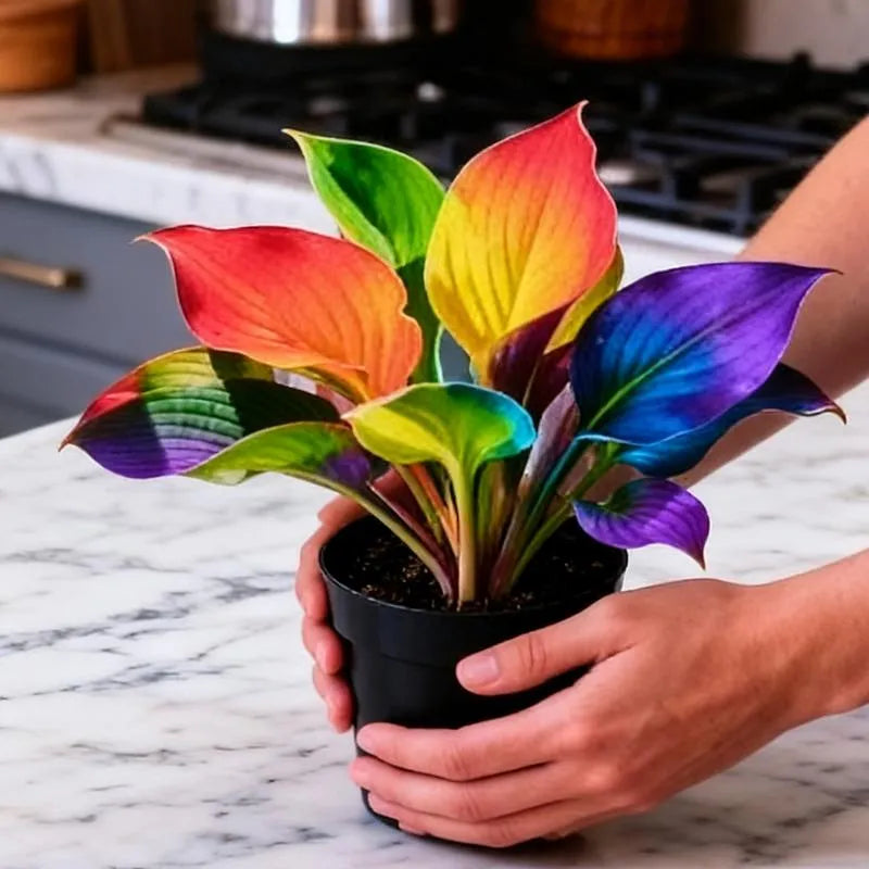 💫2026 Trending Now 🍃 Color Symphony Hostas – Rare Multicolor Perennial for Shaded Gardens & Yards (Non-GMO, Zones 2-11 Grown)
