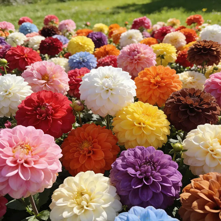 💐Double Dahlia Mixed Color Seeds