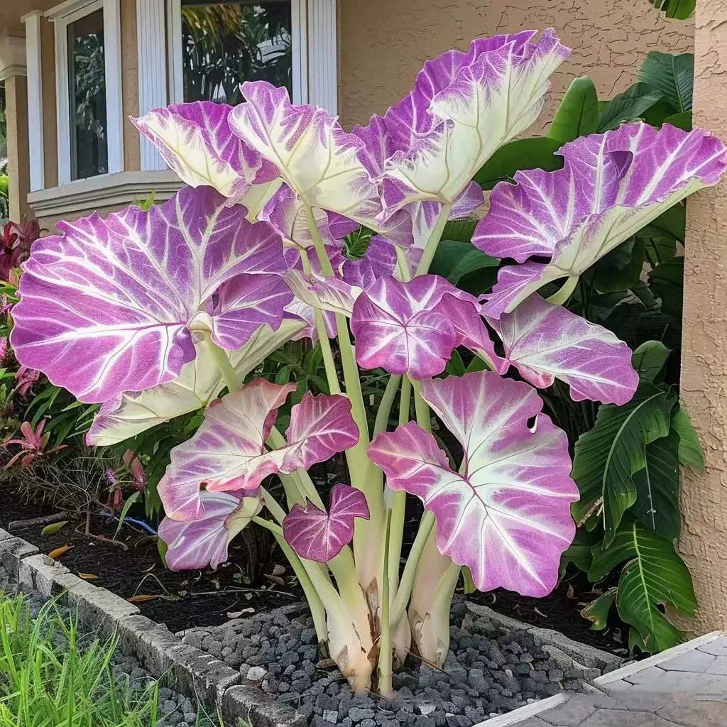 🌿 Rainbow Rare Hosta Flower Seeds🎁2025 Special Offer