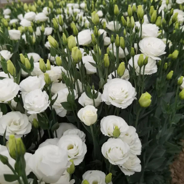 🌺Lisianthus - Sincere Love