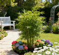 🎍Lucky Bamboo Cypress Seeds – Hardy, Easy-Grow Evergreen for Garden & Home
