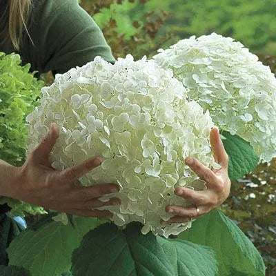 🌈Mix Hydrangea Seeds - Beautiful and Hardy Perennial Seeds for Your Garden