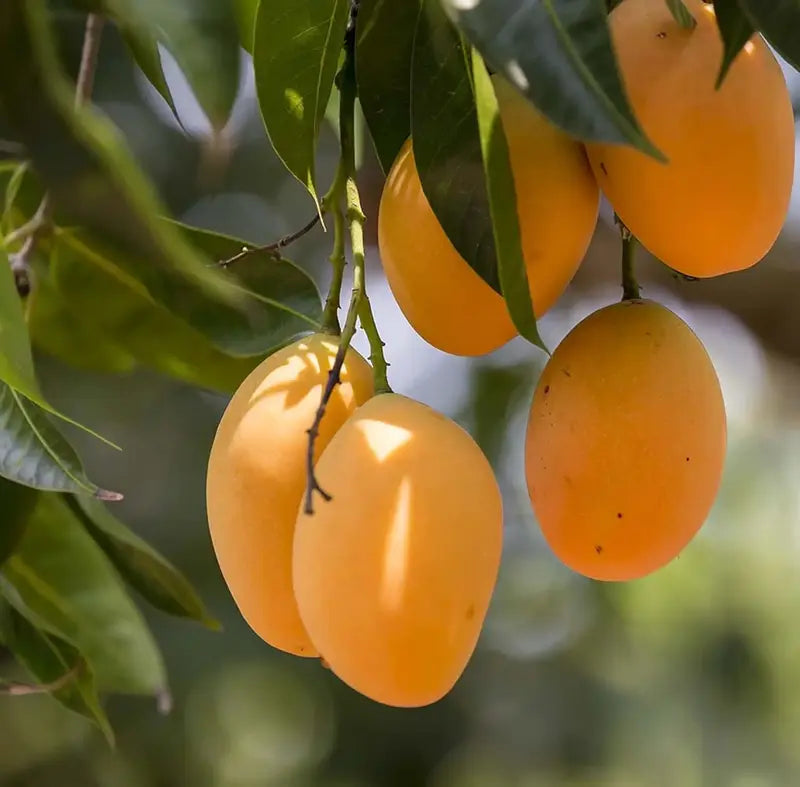 Mango Fruit Seed For Planting - Heirloom Non-GMO Mango  Seeds