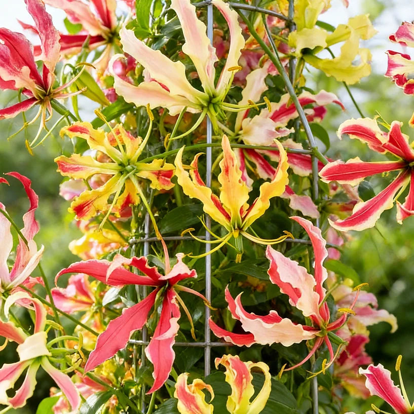 💐Gloriosa Lily—Life, Passion Never Dies