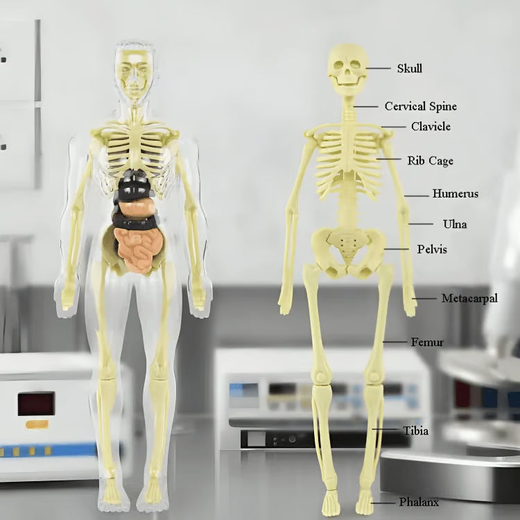 🏆Flash Sale⚡Human Body Model for Kids - STEM Anatomy Toy with Removable Organs