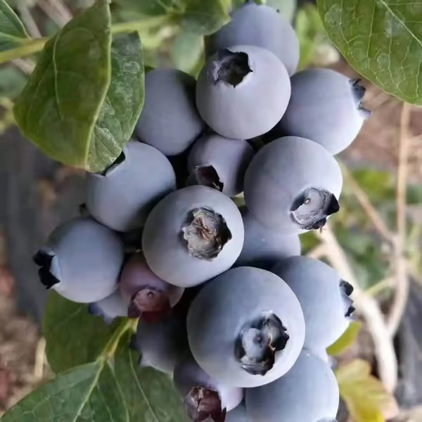 King of Berries - Blueberry Fruit Seeds - Four Seasons Plants