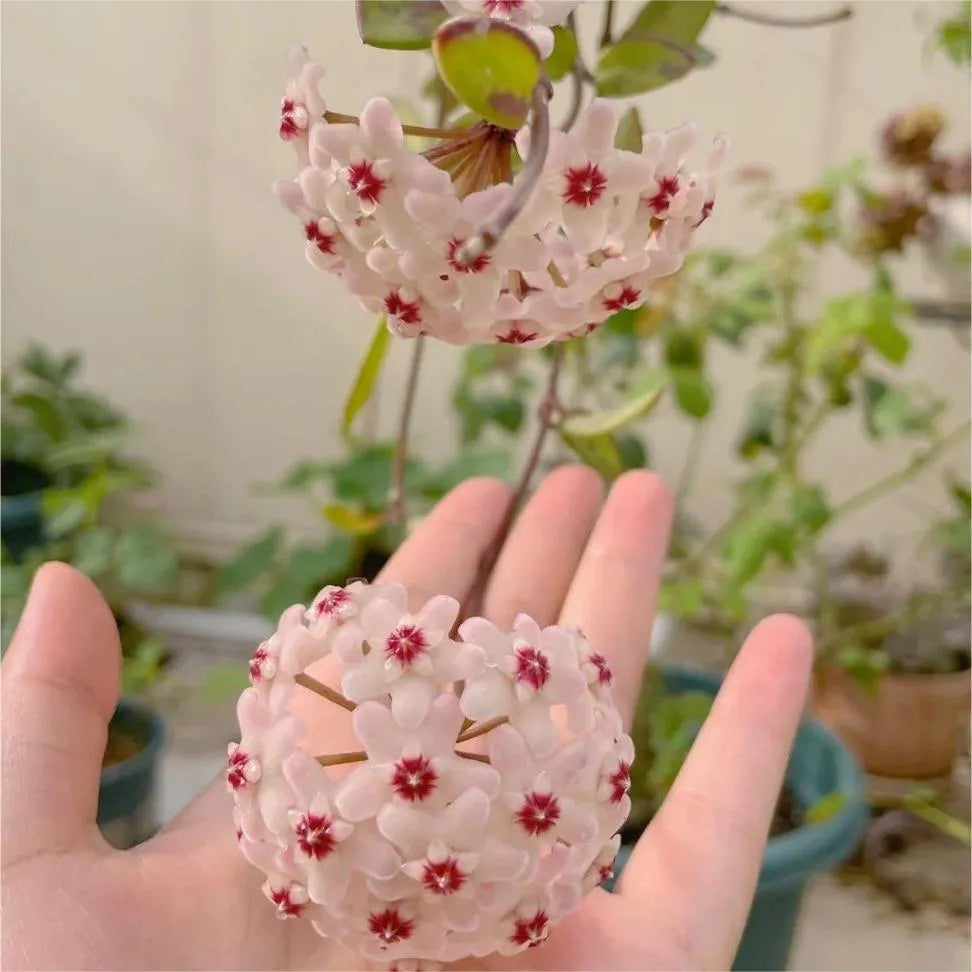 ✨Hoya Bulbs- Stars falling from the sky✨