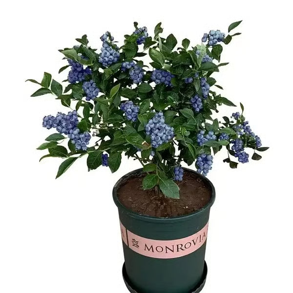 King of Berries - Blueberry Fruit Seeds - Four Seasons Plants