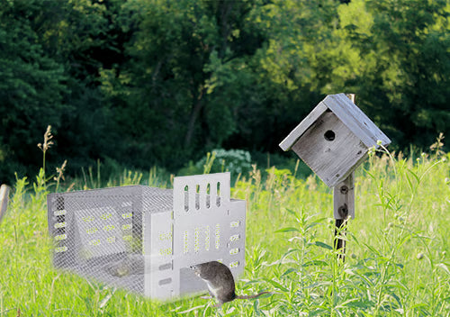 Stainless Steel Automatic Mousetrap