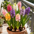 💐Bi-Color Mutation Hyacinth Bulbs