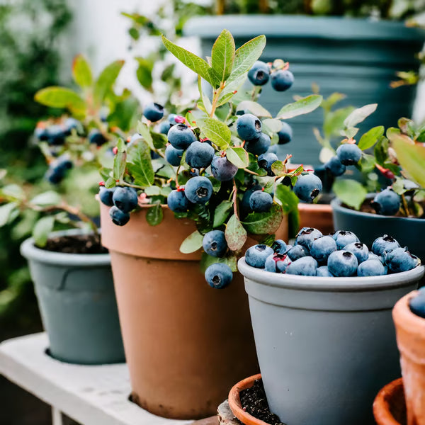 King of Berries - Blueberry Fruit Seeds - Four Seasons Plants