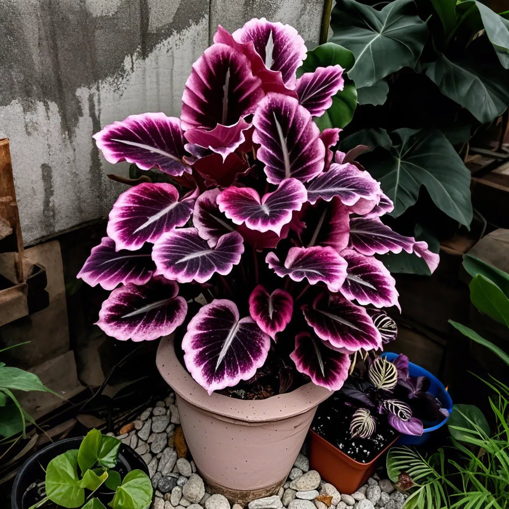 Twilight-Potted Alocasia Bulbs 🍃