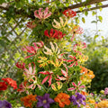 💐Gloriosa Lily—Life, Passion Never Dies