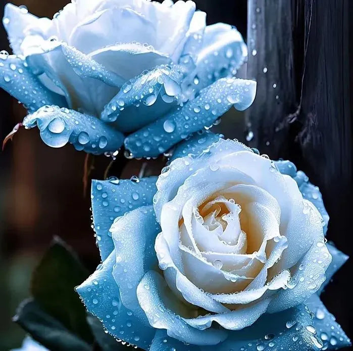 Black Buck Rose Seeds