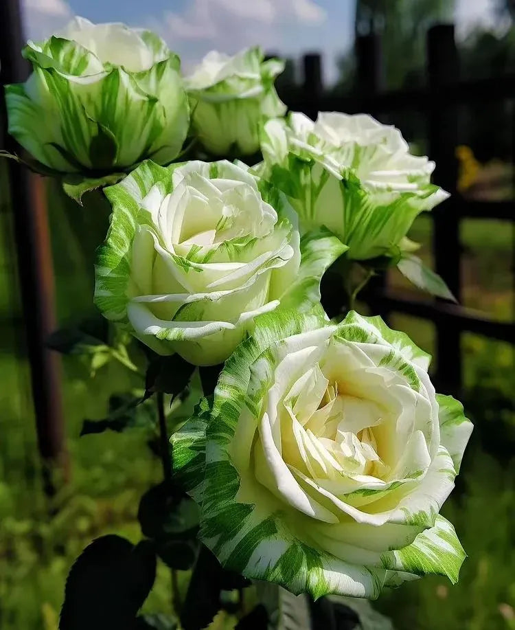 Black Buck Rose Seeds