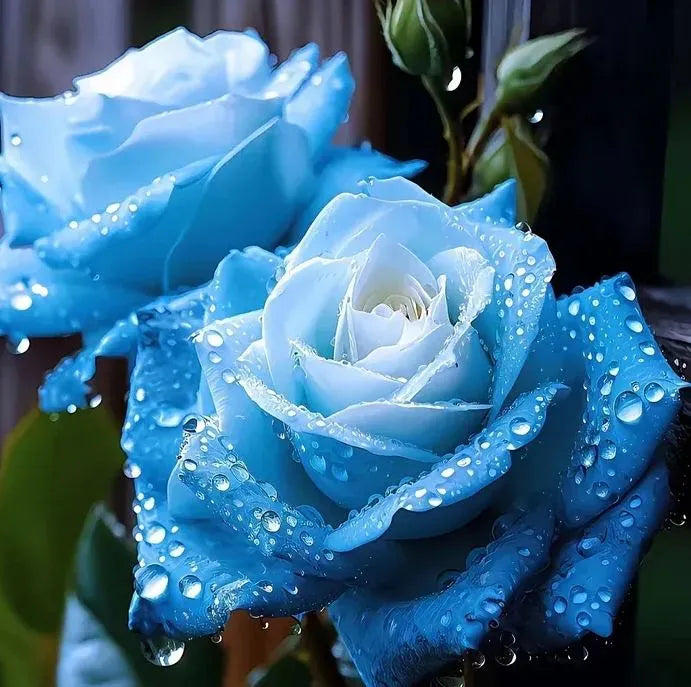 Black Buck Rose Seeds
