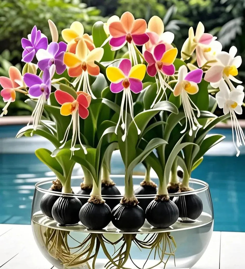 Phalaenopsis Lantern Flower Bulbs