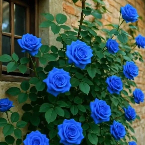 Black Buck Rose Seeds
