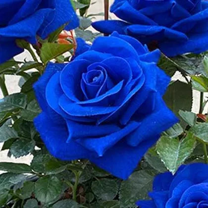 Black Buck Rose Seeds
