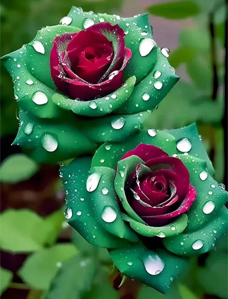 Black Buck Rose Seeds