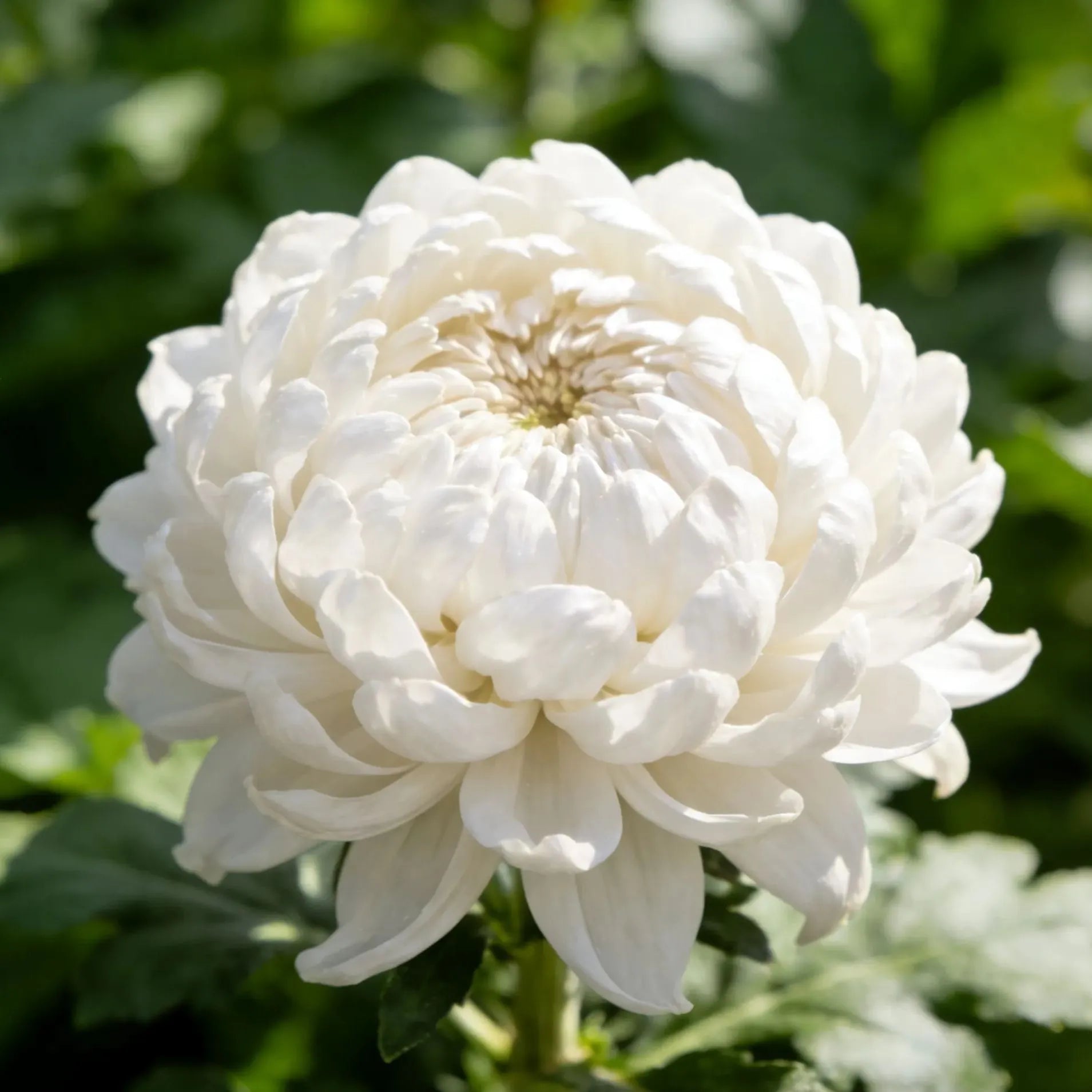 Colorful Peony Chrysanthemum Seeds