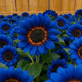 Midnight Blaze Sunflower Seeds