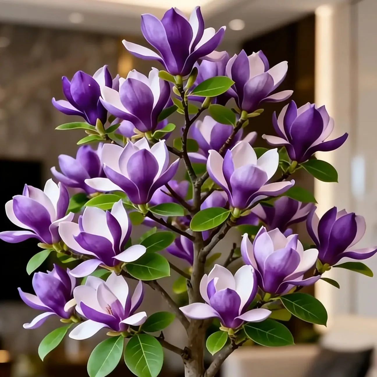 Magnolia liliiflora (Purple Orchids) Bulbs 🌸 Flowers Hide the Leaves, Fragrance Fills the Air