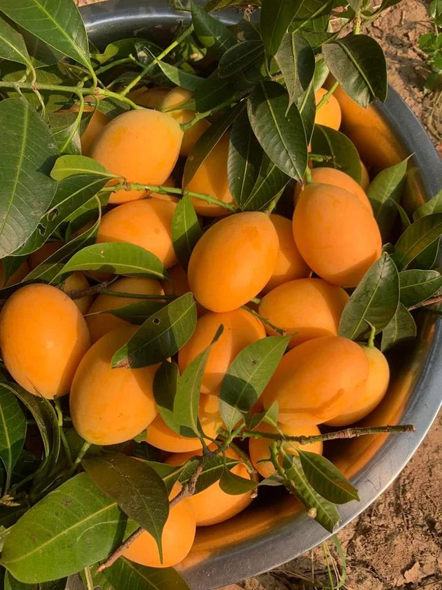 Mango Fruit Seed For Planting - Heirloom Non-GMO Mango  Seeds