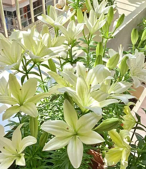 🌺Double Perfume Lily Bulbs—Fresh and Sweet